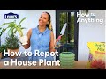 How to repot a house plant  how to anything