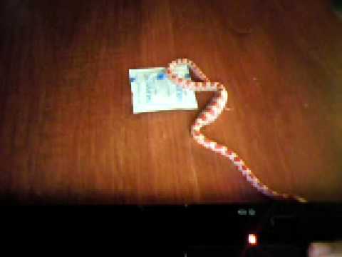 corn snake morphs Guarunteed protection