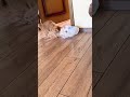 Много в башке ума Cat см юмор приколы Много в башке ума Cat см юмор приколы