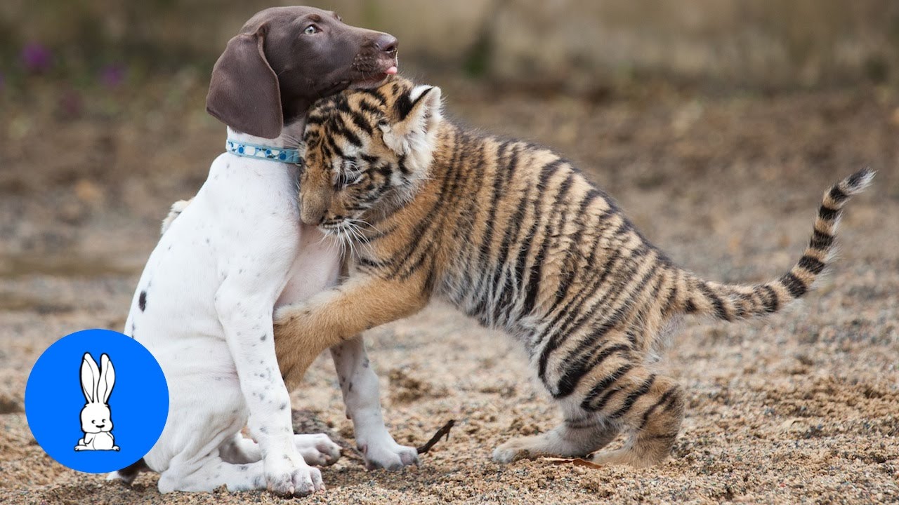 Cute Baby Tiger Cubs Playing - CUTEST Compilation 