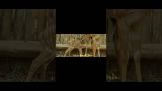 part-3CARTER'S W.A.RS2 E5 CAPTUR The Animal club | African animal documentary in Hindi#wildlife