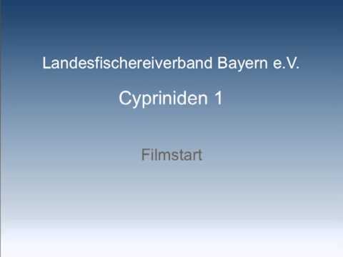 LFV, Fische und Fischerei, Teil 2, Cypriniden, Folge 1 (VTS_01_0)