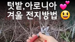 텃밭, 아로니아💕 겨울 전지방법😃 /