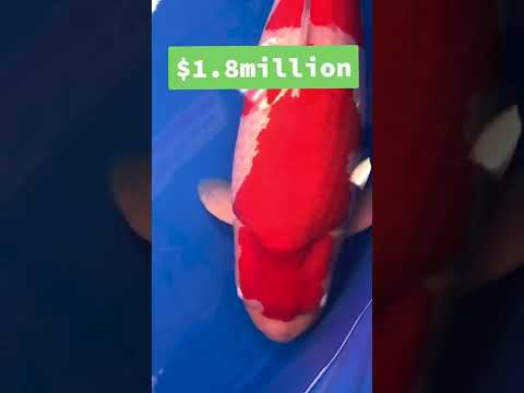 Video: Koi Carp: Den dyreste Koi Fisk nogensinde solgt