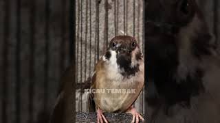 Download Lagu Masteran Gereja Tarung Paling Dicari #shorts MP3