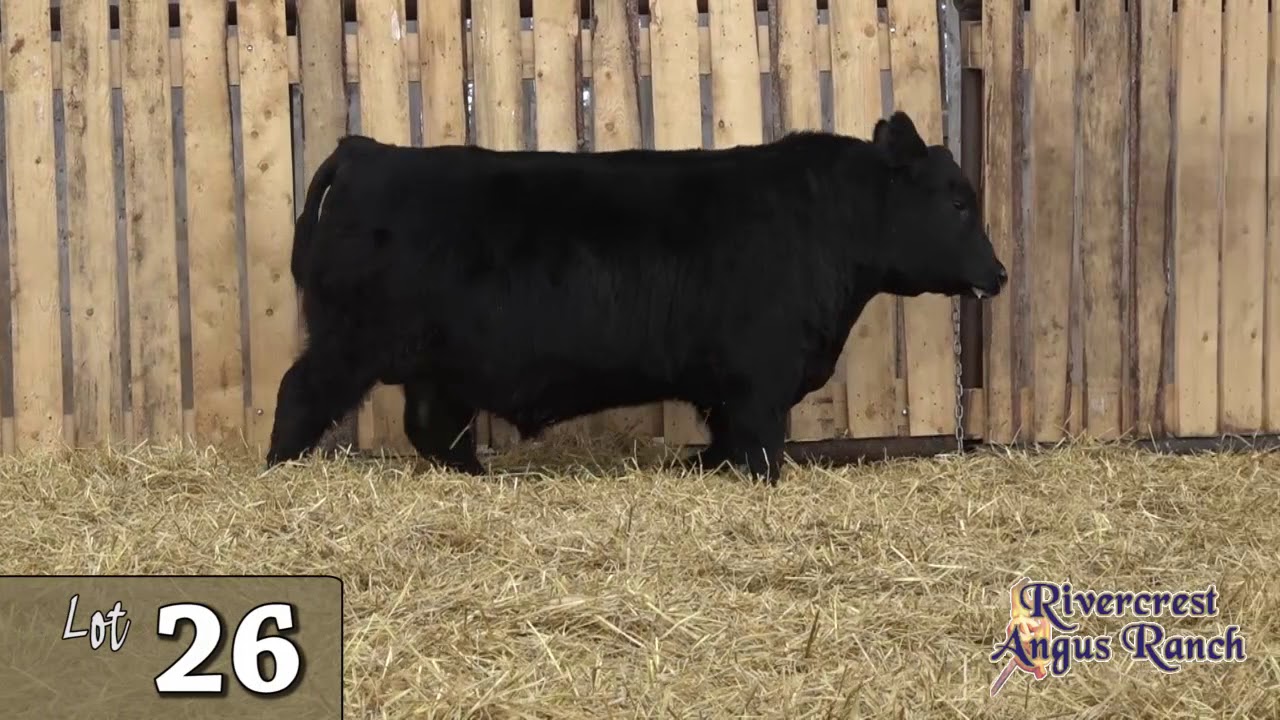 Lot 26 -Rivercrest Angus Ranch 2020.mp4 - YouTube