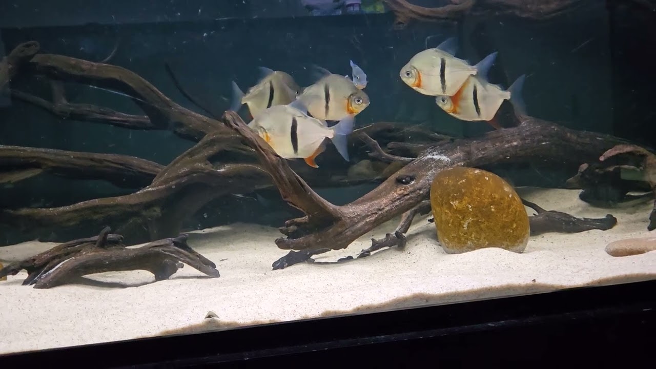 Myloplus saruon (11/22/2025)