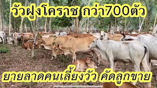 วัวฝูงโคราช 700ตัว+ ขายวัวหัวปีท้ายปี ผ้าขี้ริ้วห่อทองของจริง