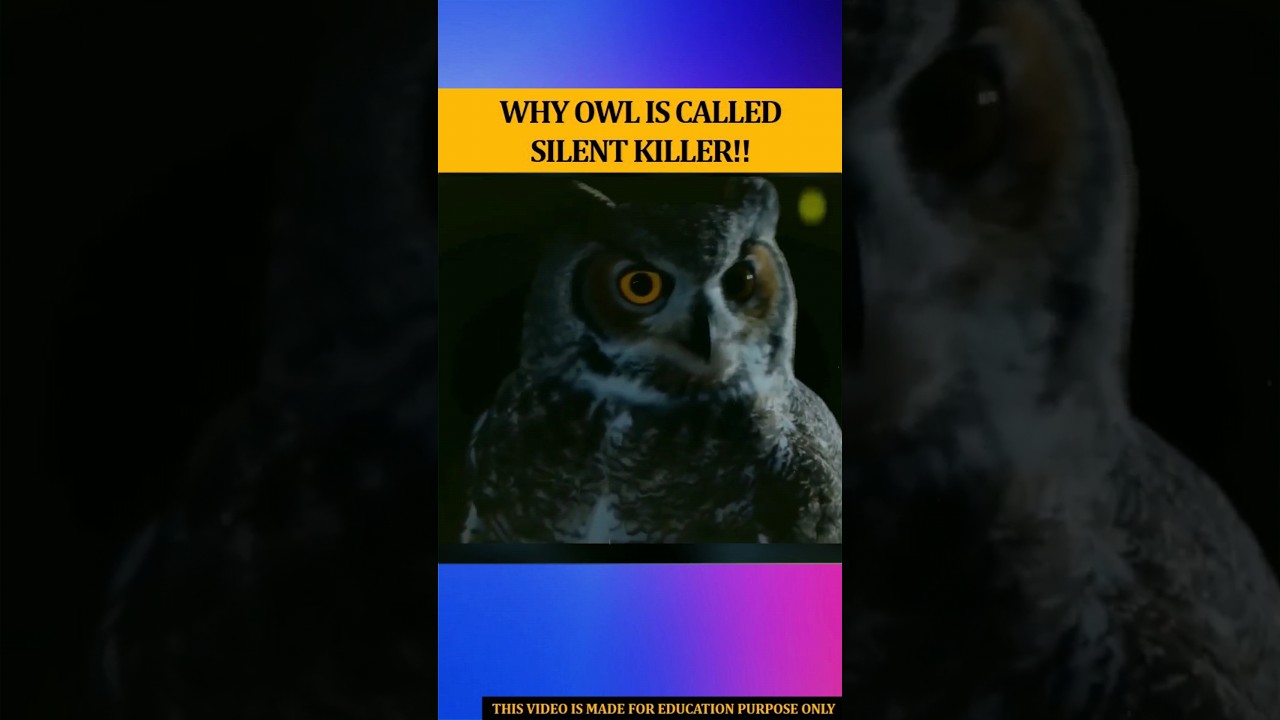 Why Owl Is Called Silent Killer like banglafactzone shorts Why Owl Is Called Silent Killer like banglafactzone shorts