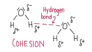 A1.1.3 and A1.1.4 Cohesion and Adhesion of Water