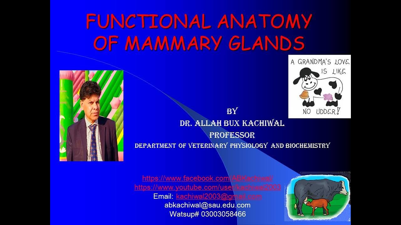 Functional Anatomy of Mammary Glands - YouTube