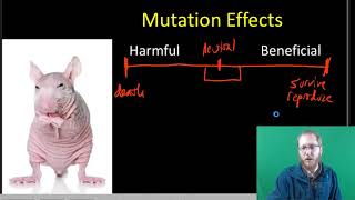 Mutation Causes and Effects