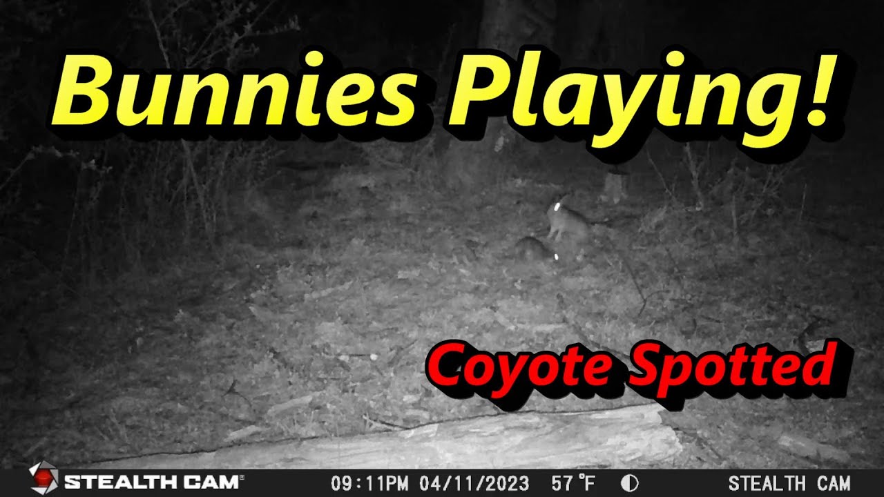 PA Backyard Wildlife Cam April 9 to April 13 2023 YouTube