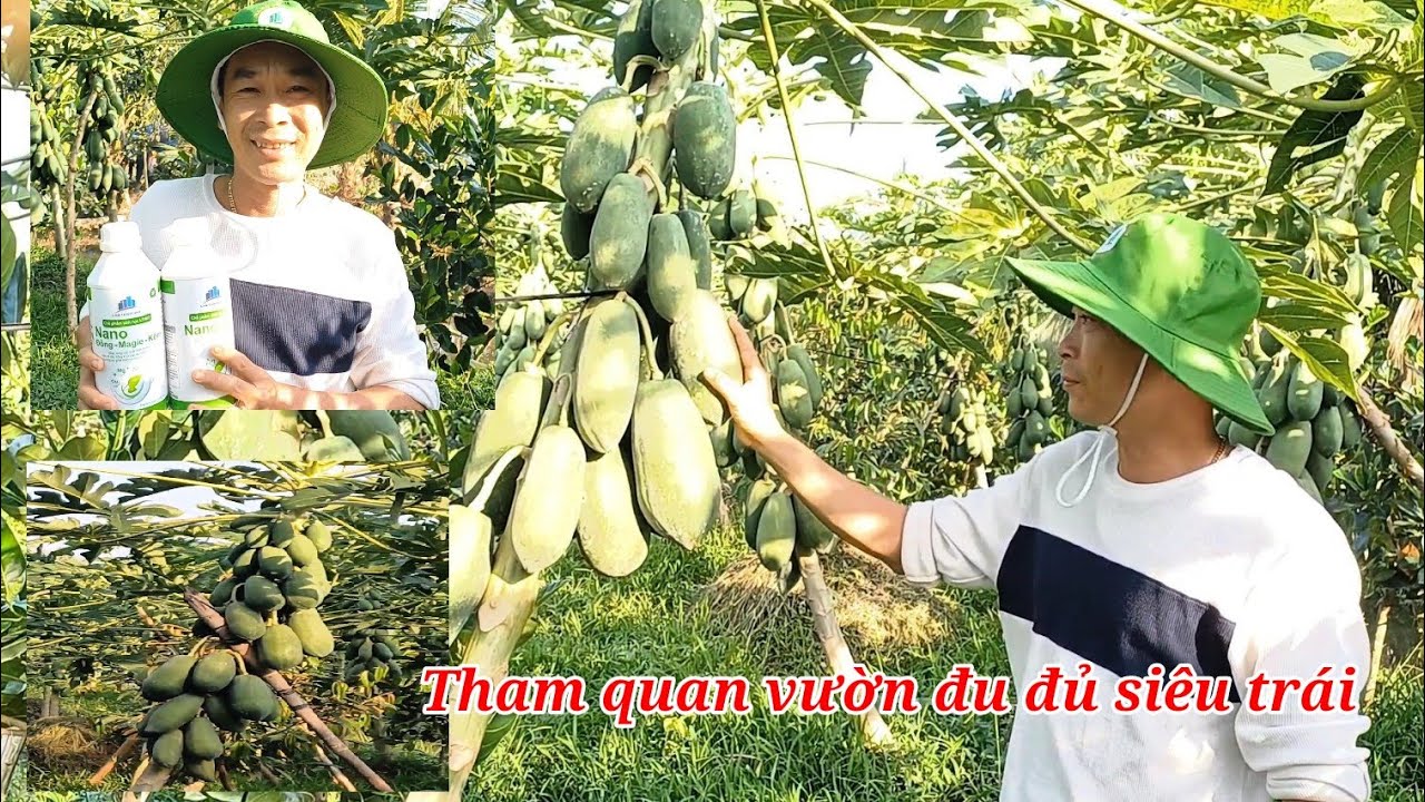Tham quan vườn đu đủ siêu trái chỉ sử dụng sản phẩm sinh học Nano