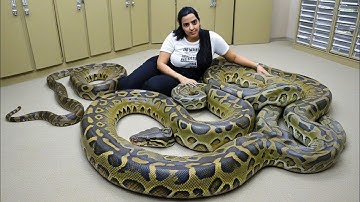 Massive Serpent Shows Off Stunning Patterns Up Clos