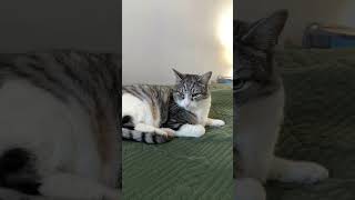 Happy cat #cat #short #viralcats
