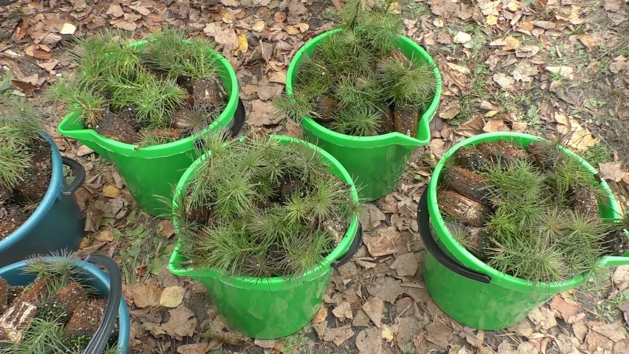 Собственноручный лес. В Димитровграде высадили две тысячи саженцев ...