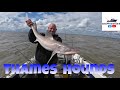 Catching smooth hounds from the boat in the Thames estuary @pennfishingeurope
