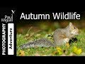 Autumn Wildlife UK