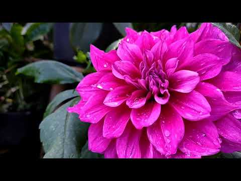 Video: Ragam Dahlia - Ketahui Mengenai Pelbagai Jenis Bunga Dahlia