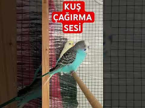 KUŞ ÇAĞIRMA SESİ #budgie #love #muhabbetkuşu #parrot #kuşçağırma