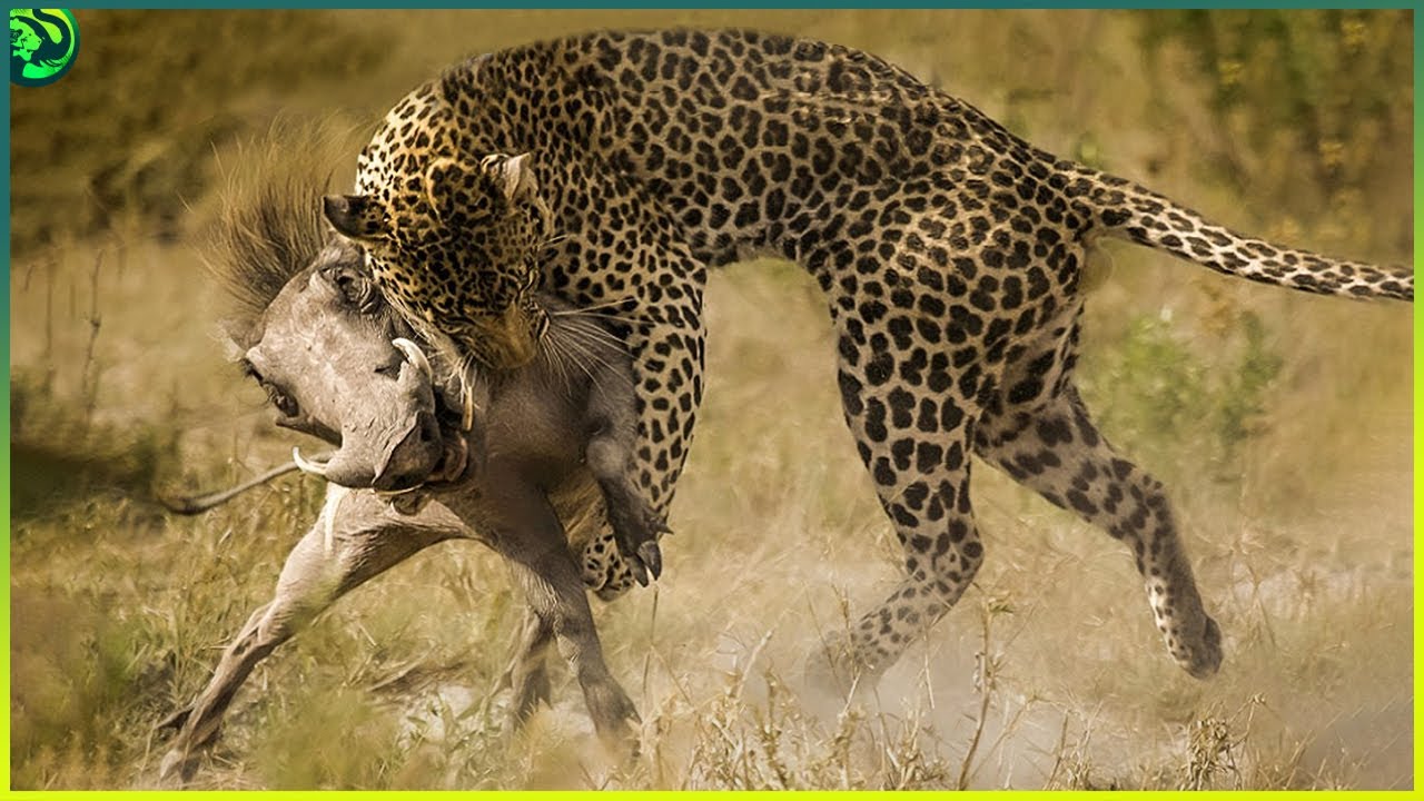 Размножение хищников. Леопард охотится на бородавочника.