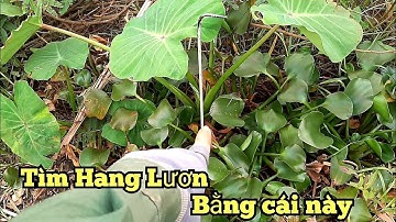 Chia sẽ cách tìm hang lươn nơi địa hình khó @HIỆP_câucávàsănbắt //how to find a giant eel cave