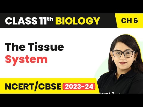 The Tissue System - Anatomy of Flowering Plants I Class 11 Biology