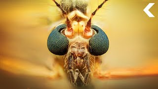 Lab-Grown Mosquitoes Are Being Released by the Millions, Here's What You Need to Know Lab-Grown Mosquitoes Are Being Released by the Millions, Here's What You Need to Know