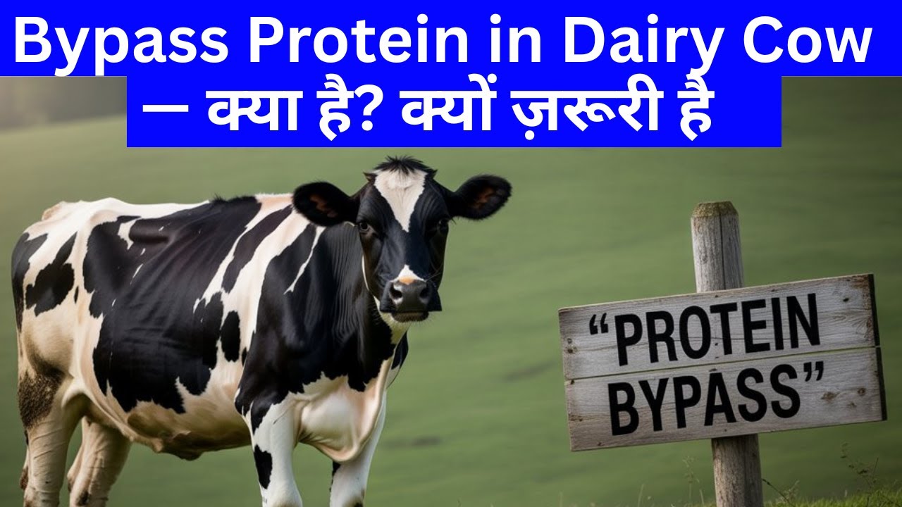 Bypass Protein in Dairy Cows — Extra Milk का असली राज़ @Dr Charandeep