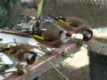 Carduelis  carduelis balcanica albigularis