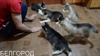 БЕЛГОРОД хаски БЕЛГОРОД хаски