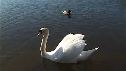 Sandy Reid - The Bonnie Swans o' Crichie
