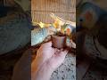 Adorable cockatiel parrot 🐦😍 #shorts #cockatiel #yellowcockatiel48