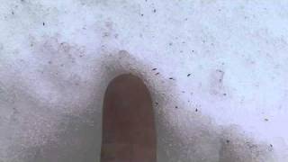 Snow Fleas! by nwwmark 80,511 views 13 years ago 3 minutes, 12 seconds