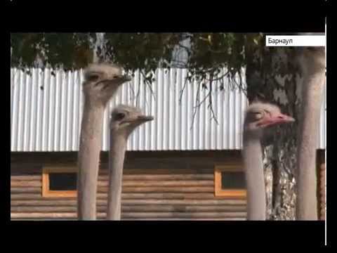 Что на Алтае делают африканские страусы?
