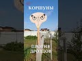 Коршуны против дроздов) #shorts