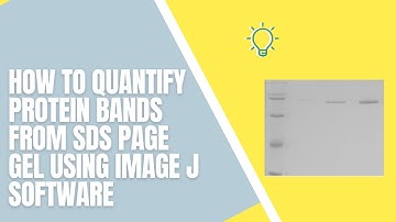 How to Quantify Protein Bands from SDS PAGE Gel Using Image J Software