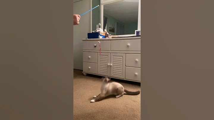 Watch the video about Wills jumping is much better than graces#kitten #cat #maine #amusementpark #siamese