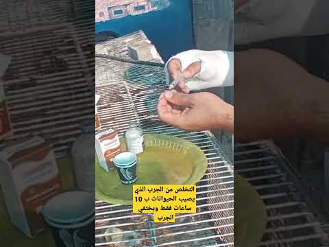 التخلص من الجرب الذي يصيب الحيوانات خلال فتره قصير 10 ساعات ويختفي