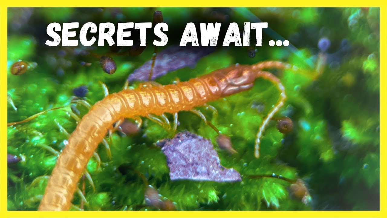 The HIDDEN LIFE of the Soil Centipede