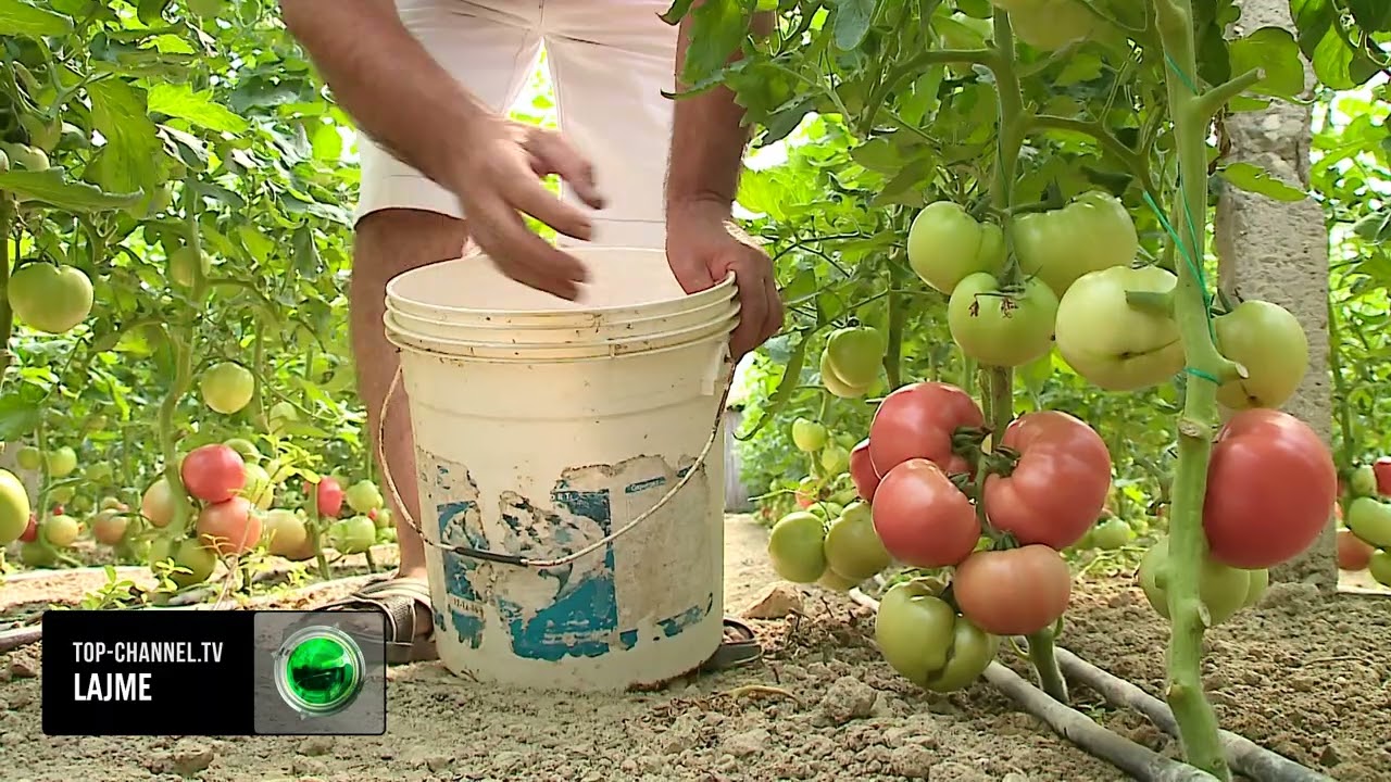 Top Channel/ Në emigrim për borxhin e serave, fermerët në Dimal: Po tallen me ne