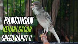 Suara Burung Kenari Gacor! untuk Pancingan Kenari Muda Belajar Bunyi Langsung Bunyi