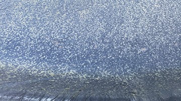 Giải pháp vàng diệt nấm đồng tiền trong ao tôm