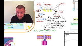 Respiration Mindmap (OCR A Level Biology Module 5.7)