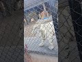 White Bangal Tiger 🐯