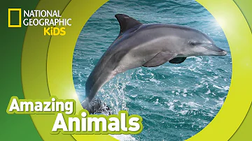 Bottlenose Dolphin ๐ฌ | Amazing Animals