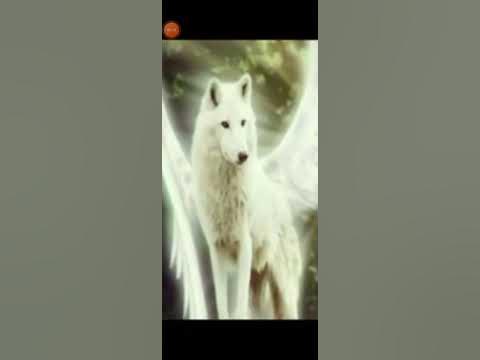 волчий вой - YouTube