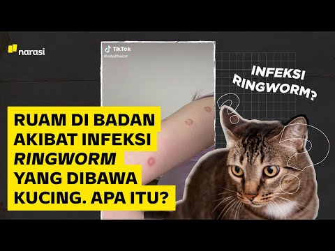 Video: Apakah Air Lunak Baik untuk Anjing?