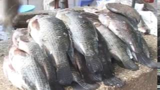 Lake Victoria fish farmers adopt new fishing innovation